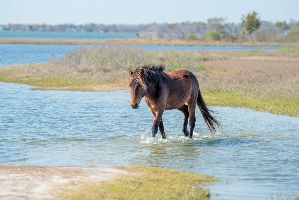 wild horse on the beach.