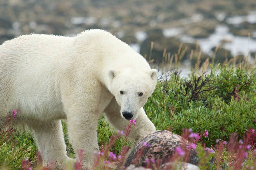 polar bear.