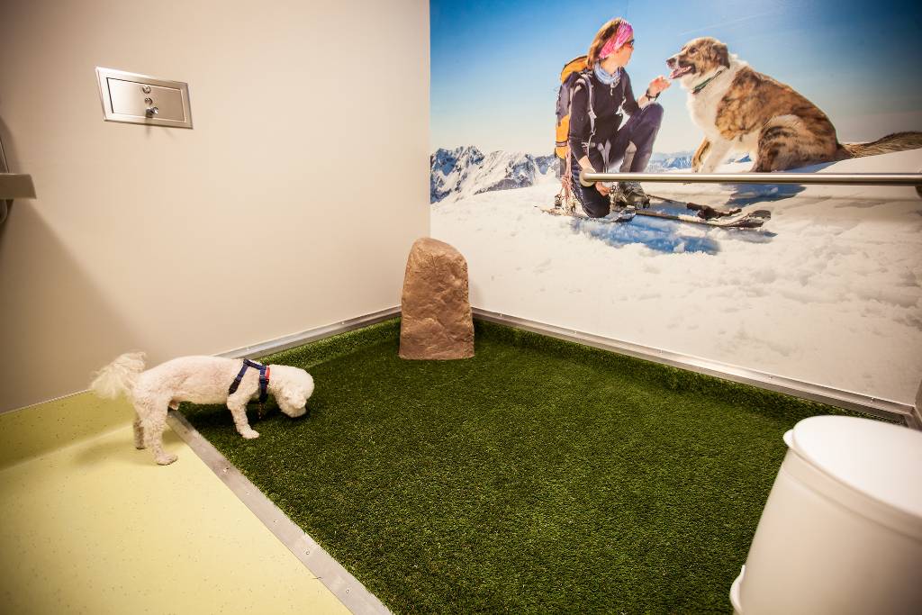 Denver airport pet relief area.