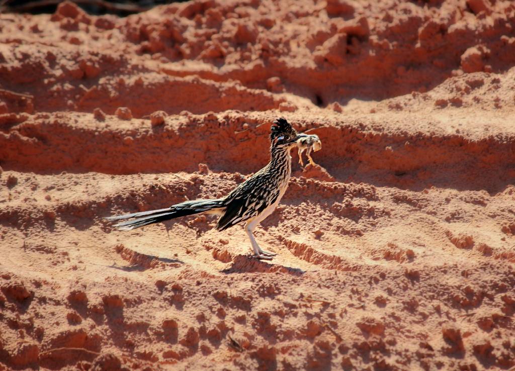 roadrunner.