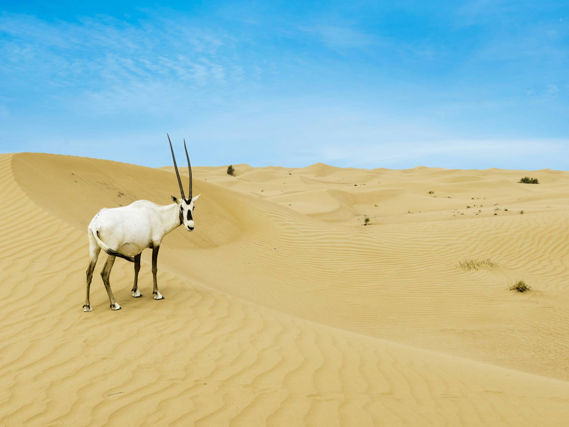 Arabian Oryx in the UAE