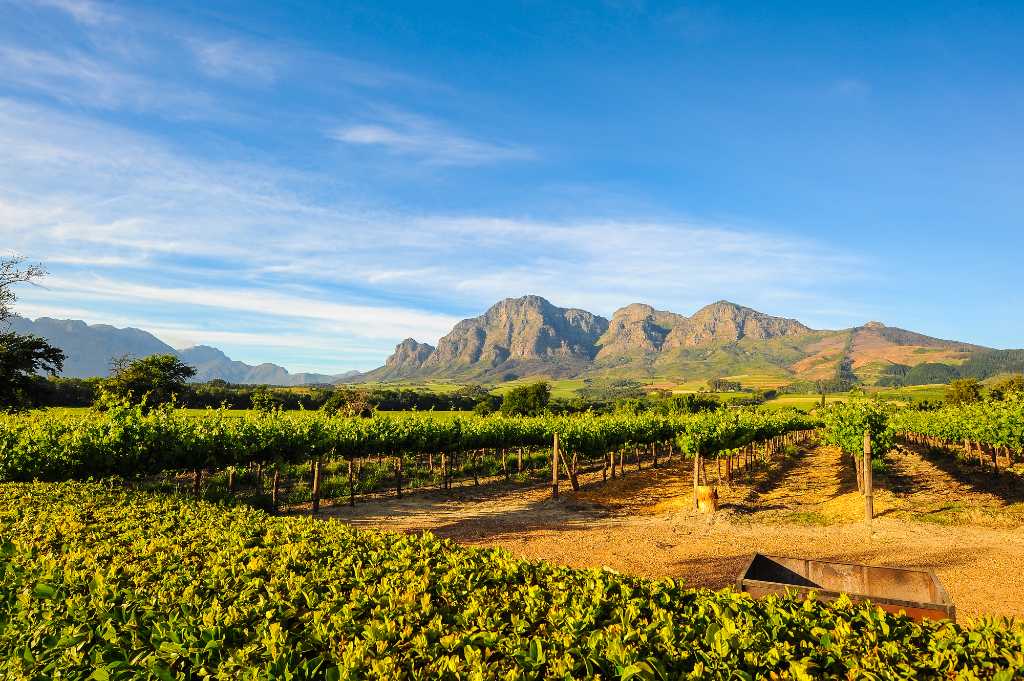 vineyard near Cape Town.