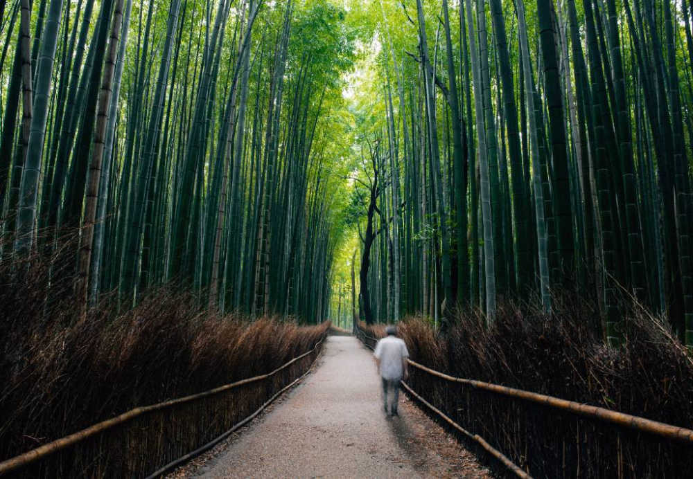 bamboo forest in Kyoto.