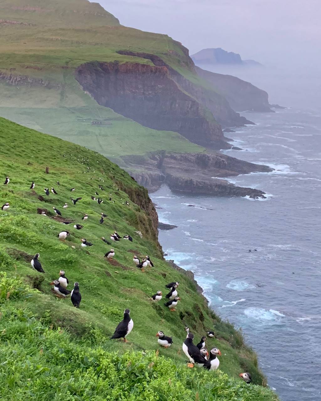 Mykines cliffs dotted with puffins.