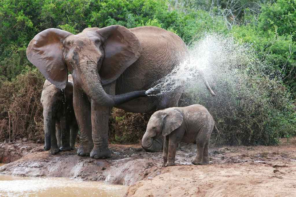 mother and baby elephant playing in water