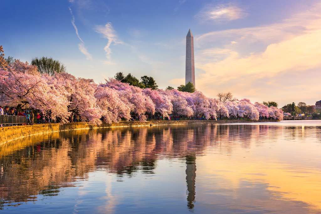 cherry blossom trees in DC.