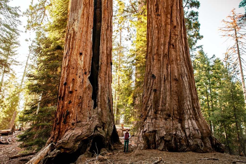 giant sequoia trees in California.