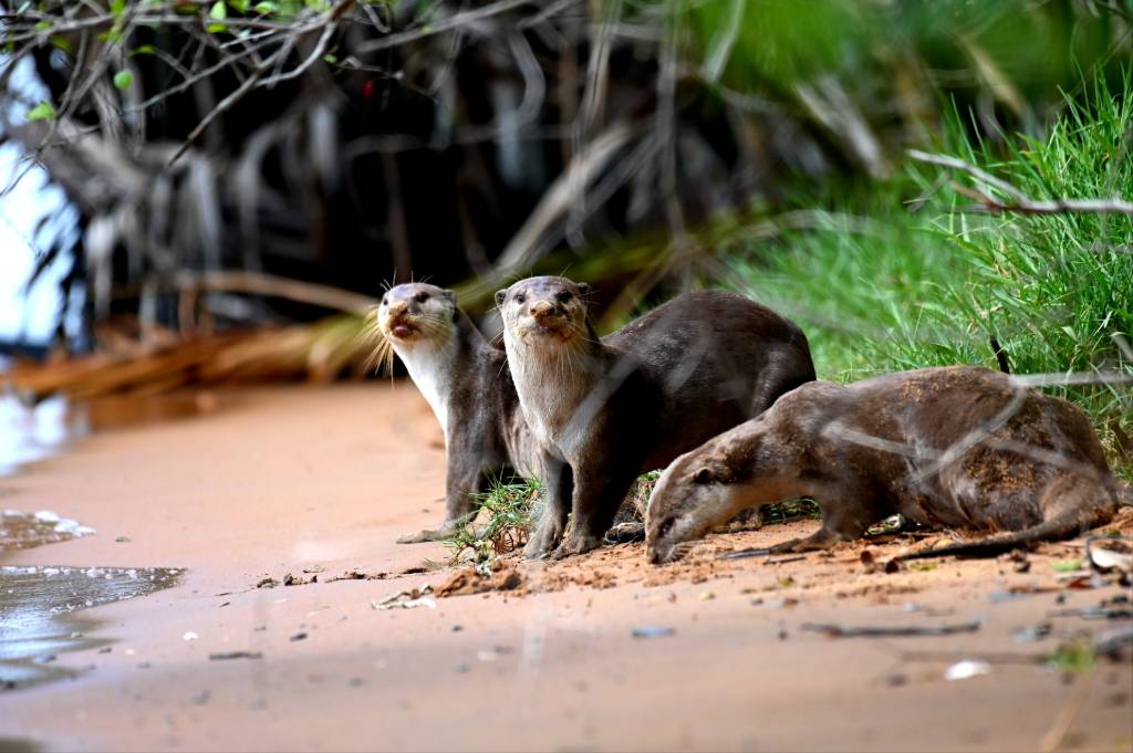 otters in Singapore.