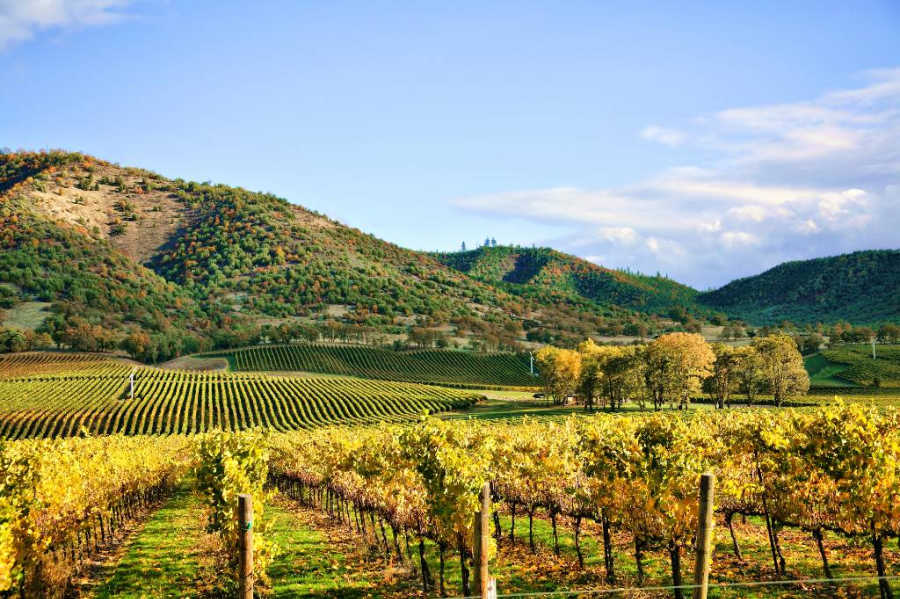 vineyard in Napa Valley.