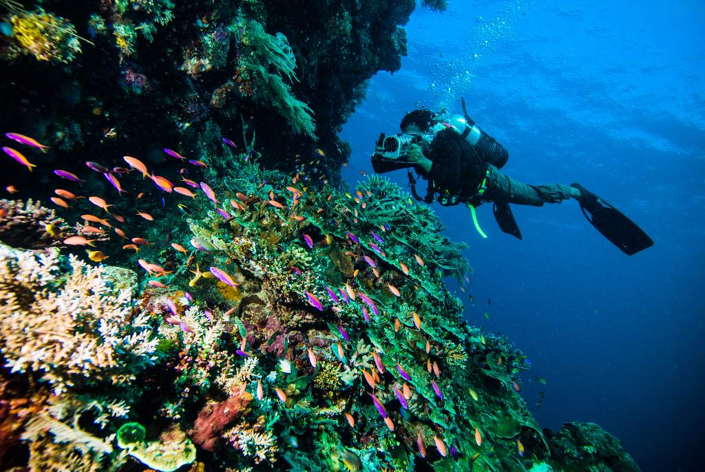 coral reef in Bali
