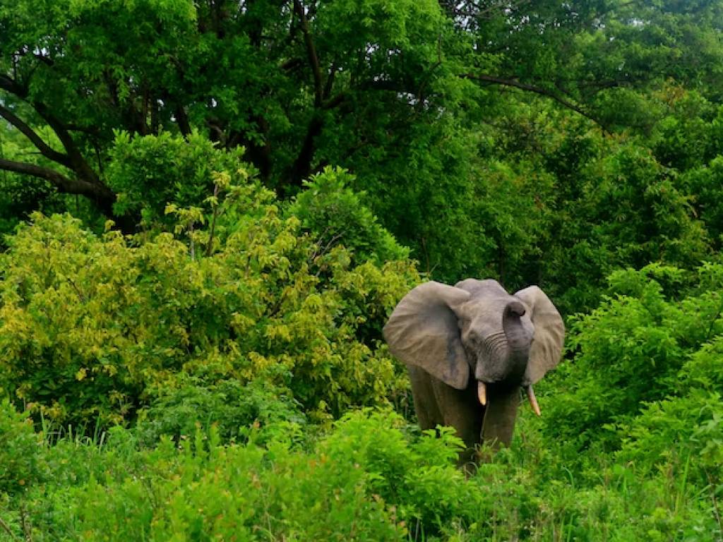 elephant in Ghana.