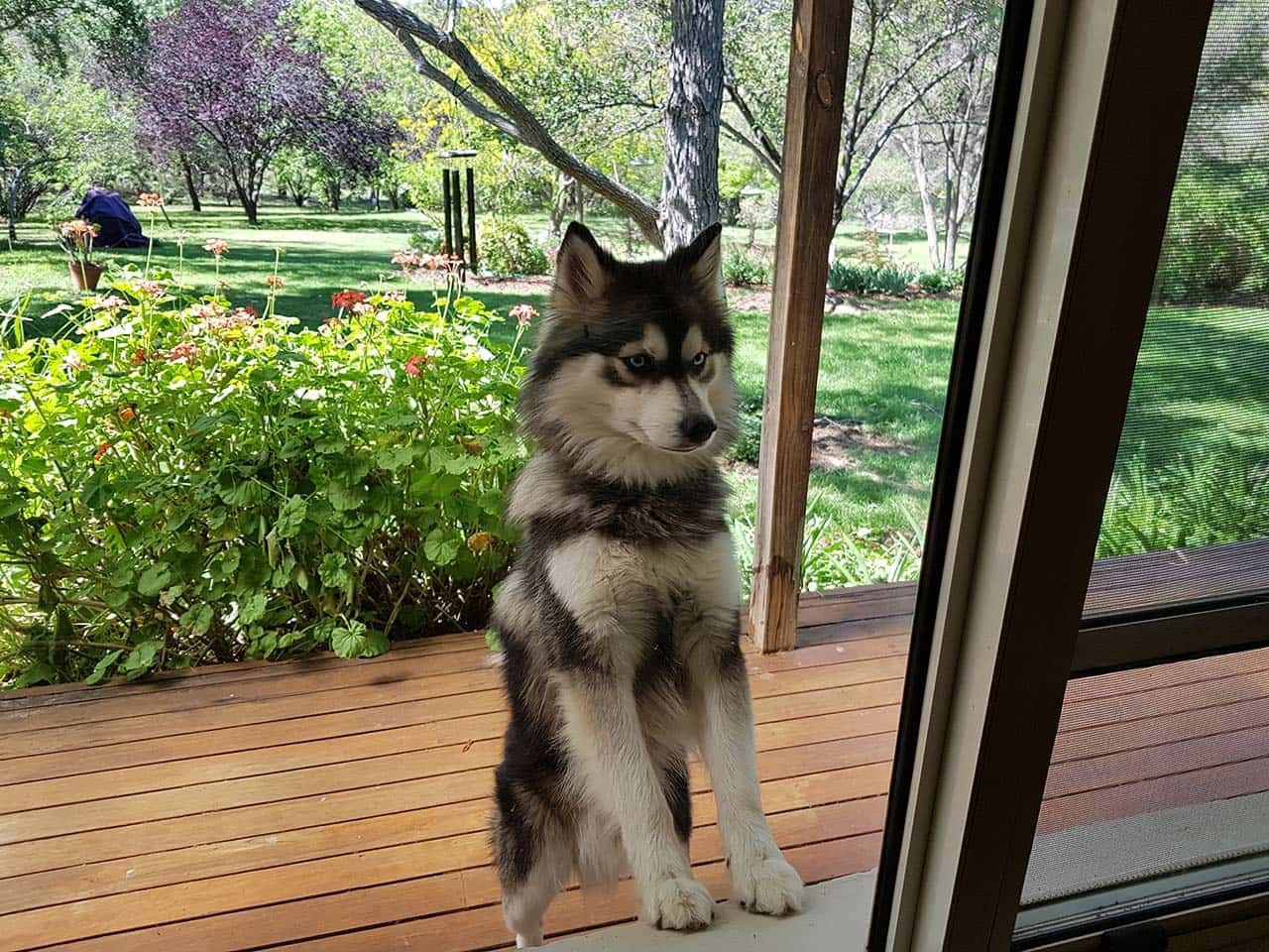 About Us - Adelaide Klee Kai Spitz | Toy Alaskan Klee Kai, Spitzskies ...
