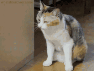 giphy (15).gif