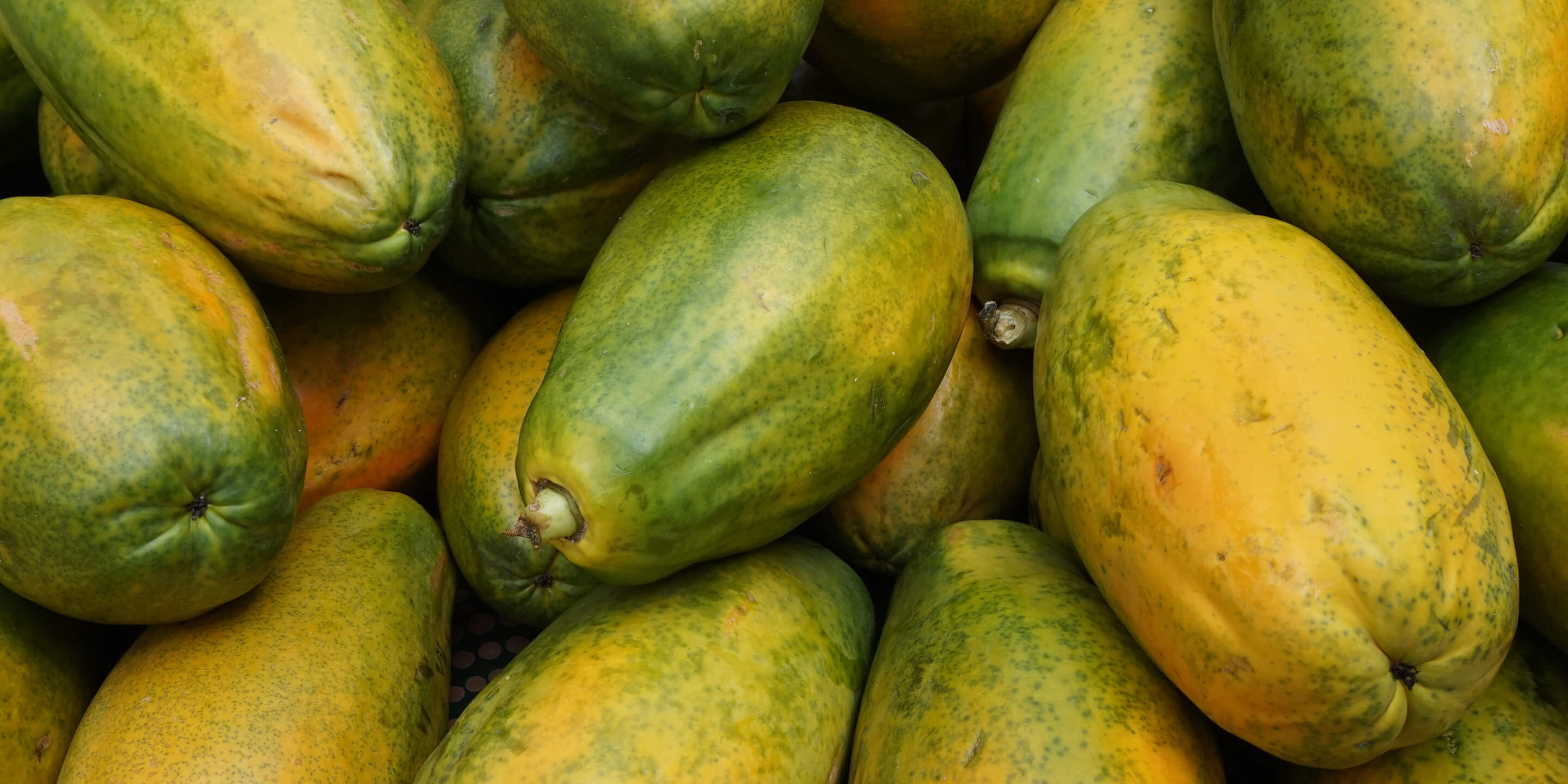 Papaya at Hazel Technologies