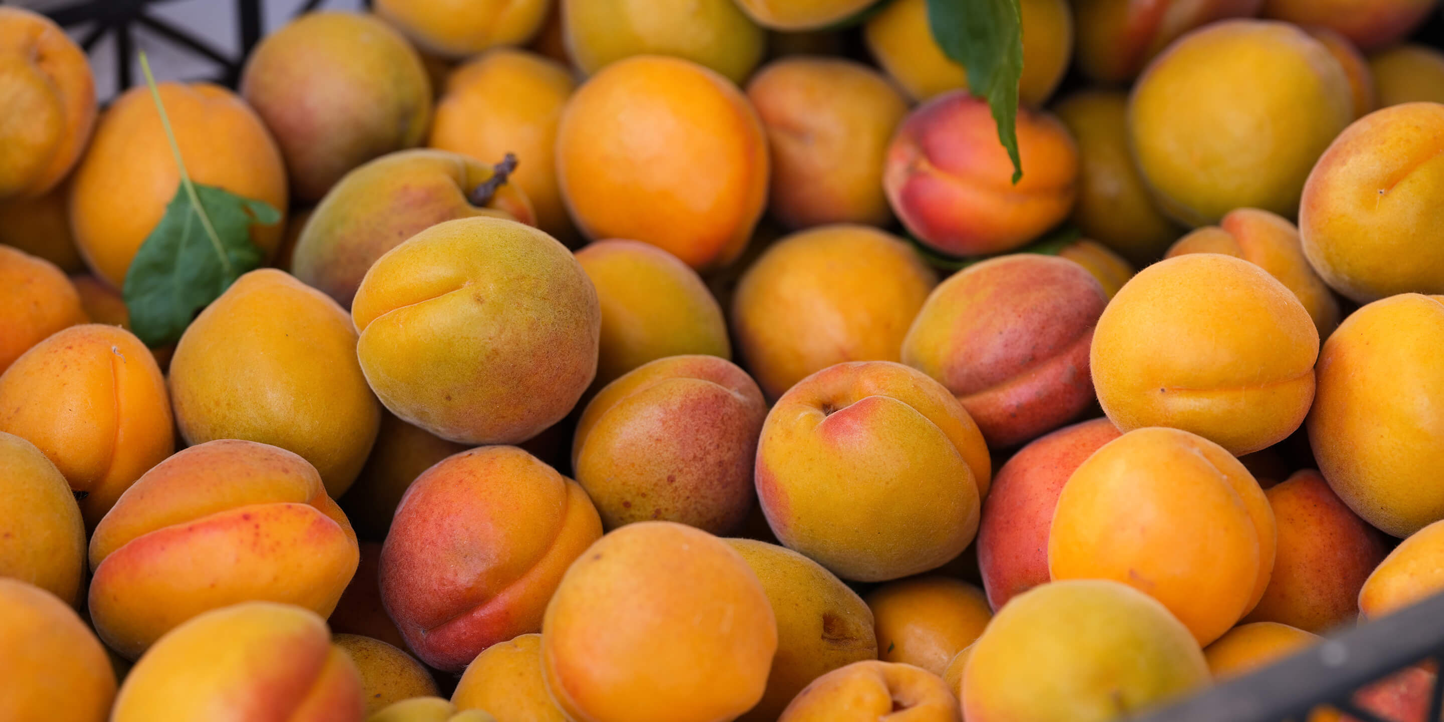 Apricots at Hazel Technologies