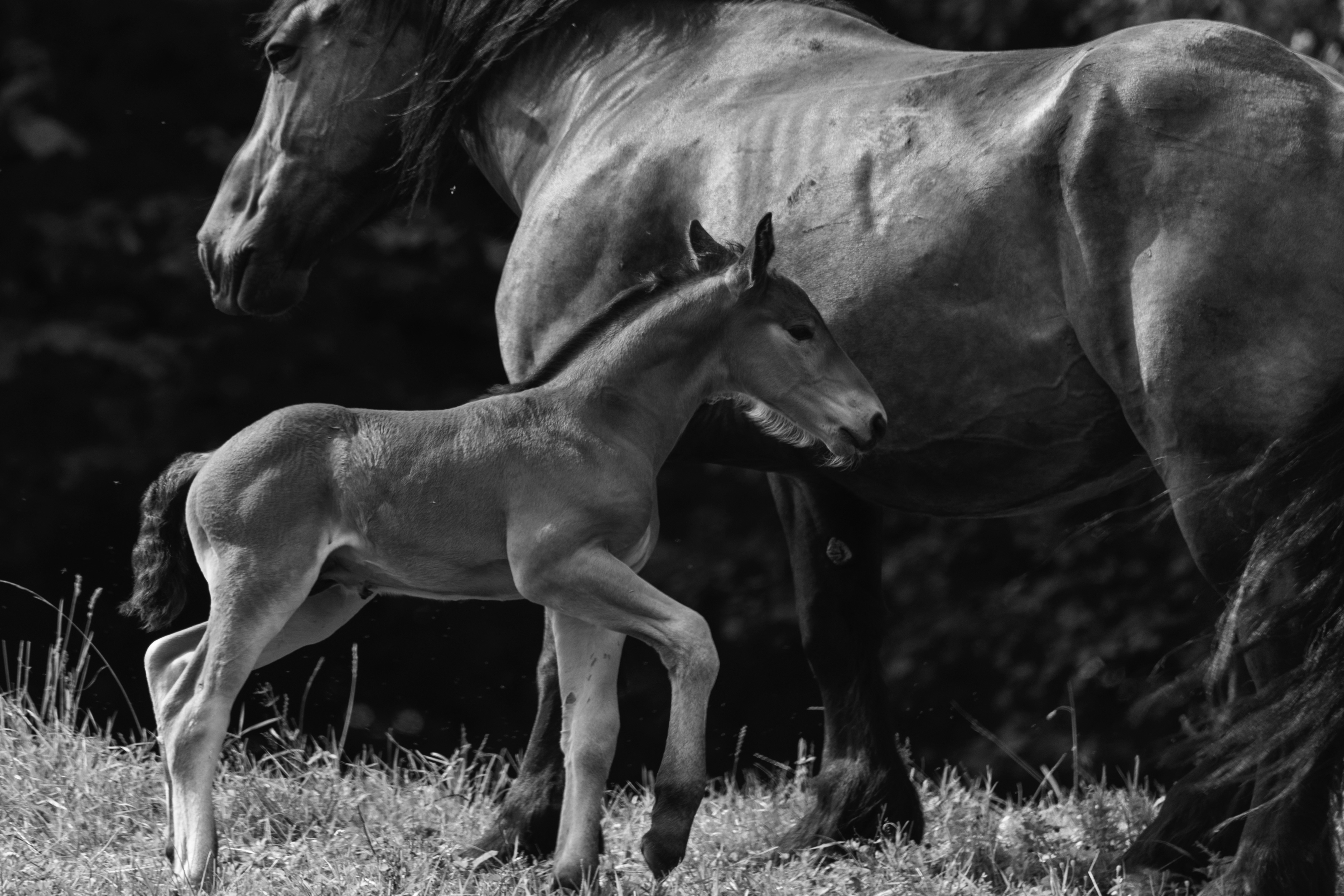 Young and older horse