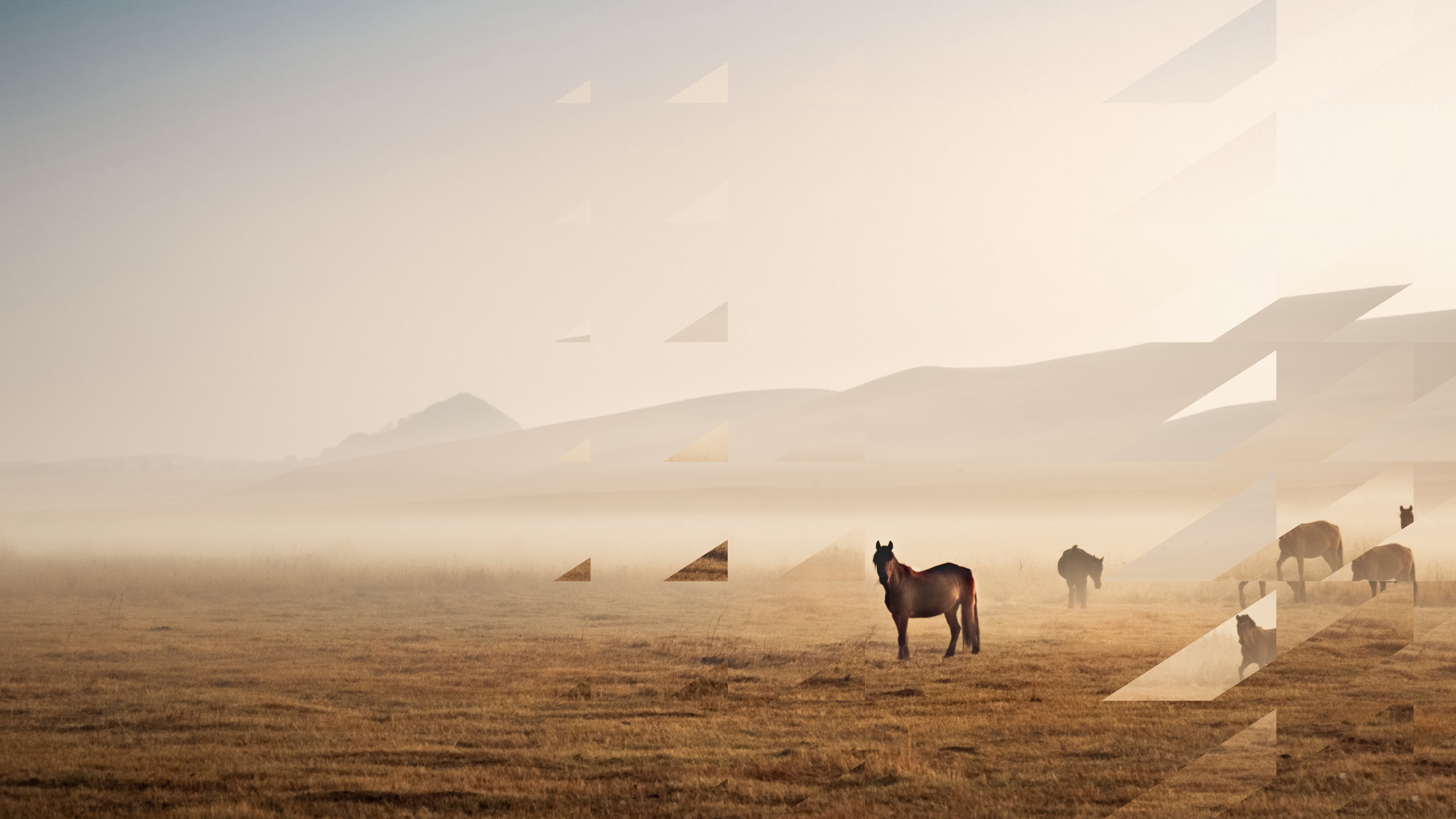 Field of horses - Branded image for Evolution Stables