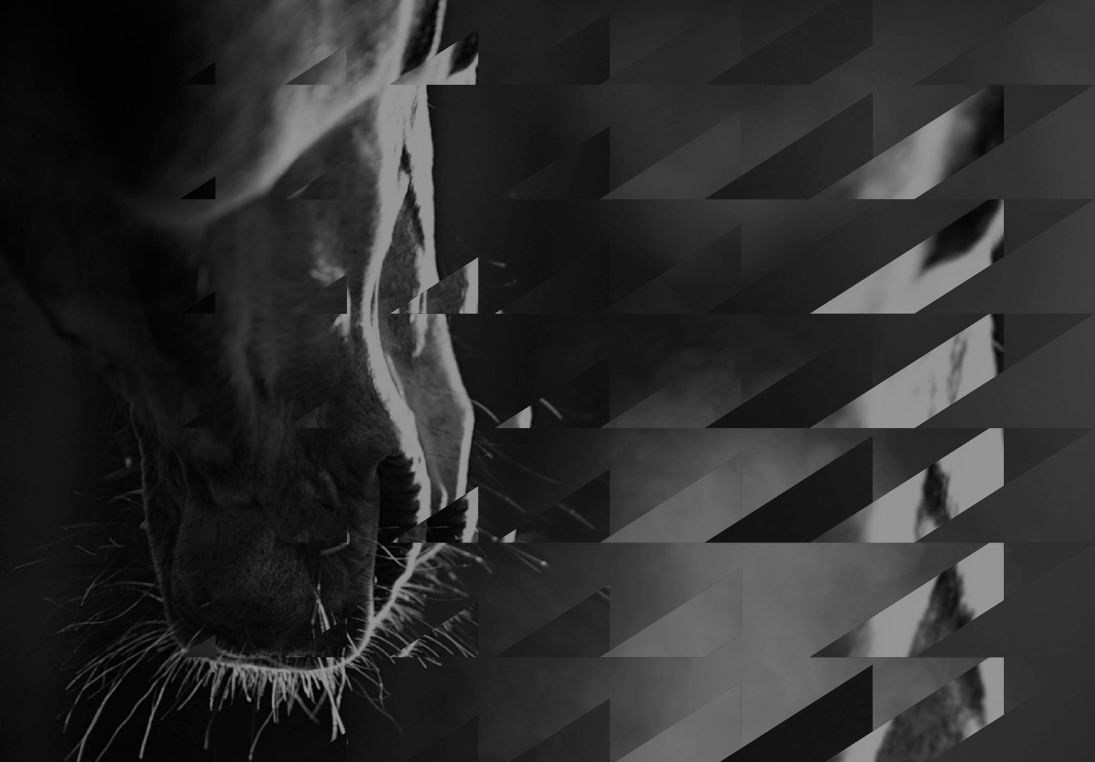 Evoluution Stables brand image - abstract