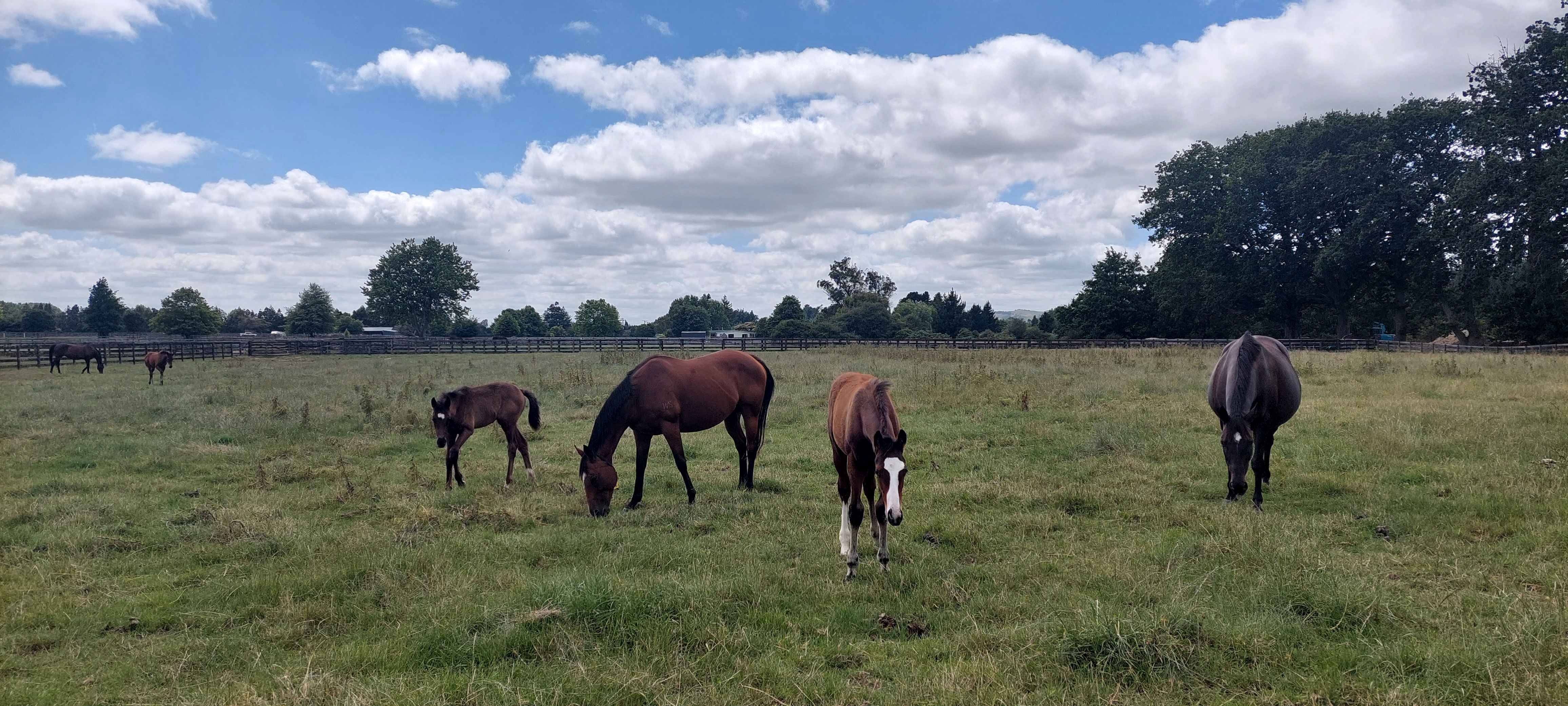 Field of Horses