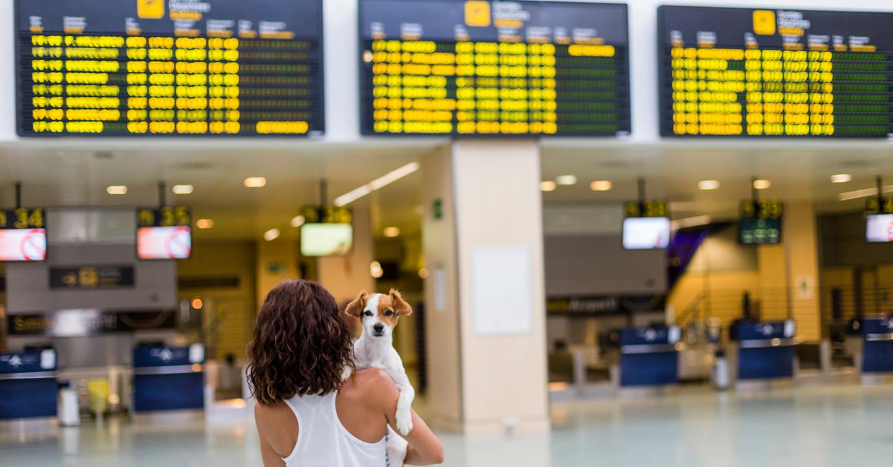 Are Dogs Allowed At Airports Pet Friendly Verdict
