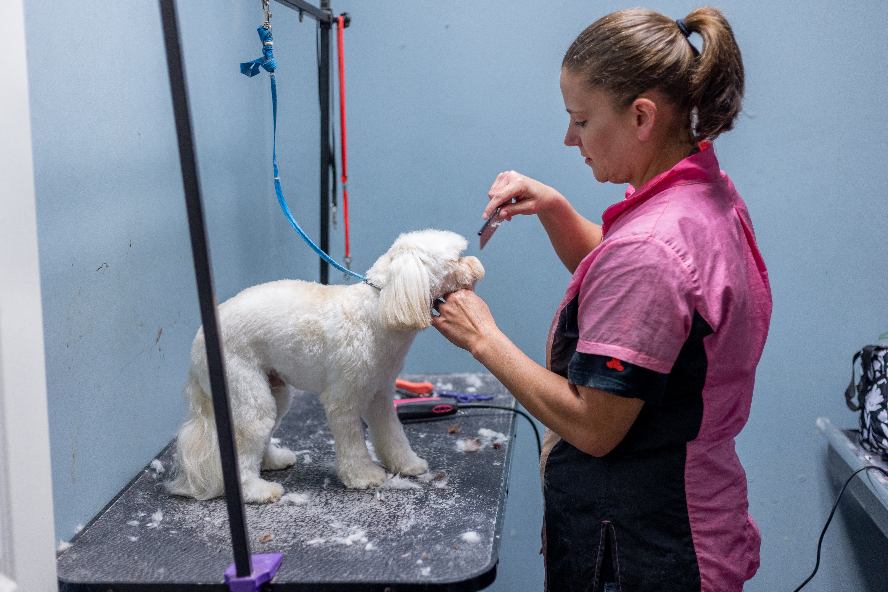 Low Cost Cat Grooming Near Me - bto7137