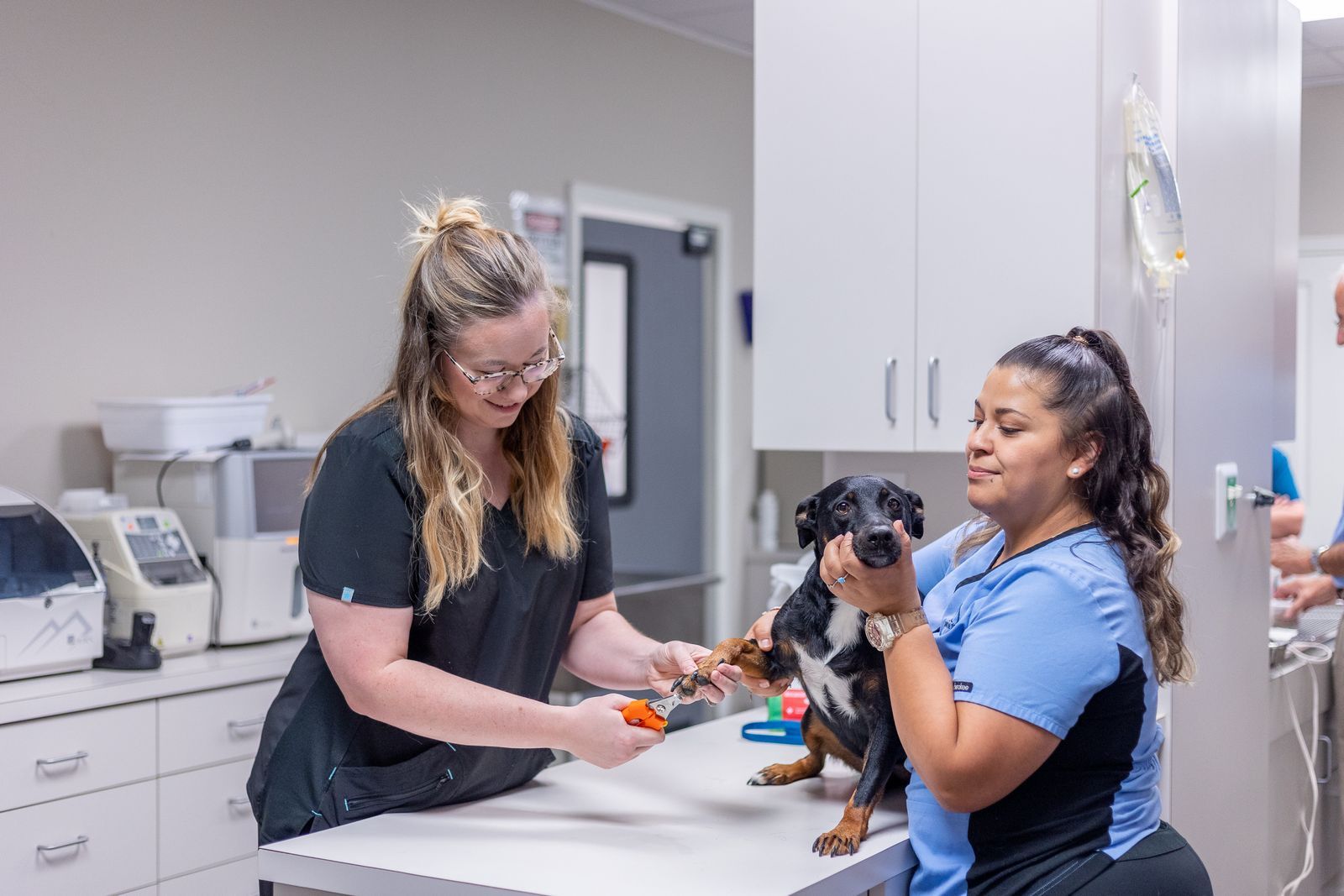 HighQuality Vet Hospital in Pike Road, AL Partners for Pets
