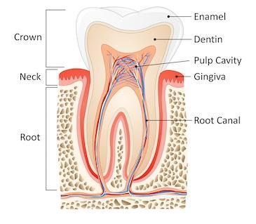 Root canal diagram | Endodontist huntsville al