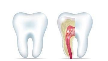picture of tooth | root canal huntsville al
