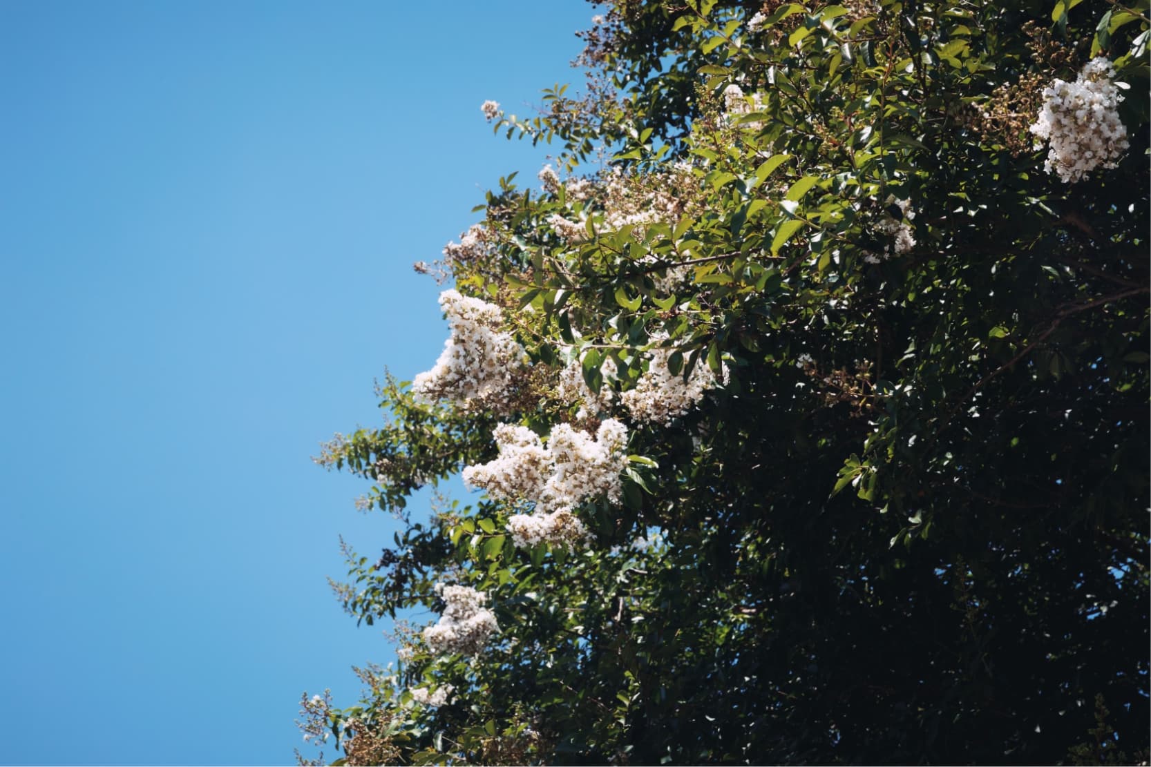 A tree outside the office of King Dentistry