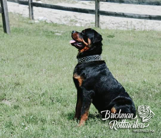 Brickman Rottweilers Dog and Puppy Gallery | Westfield, MA