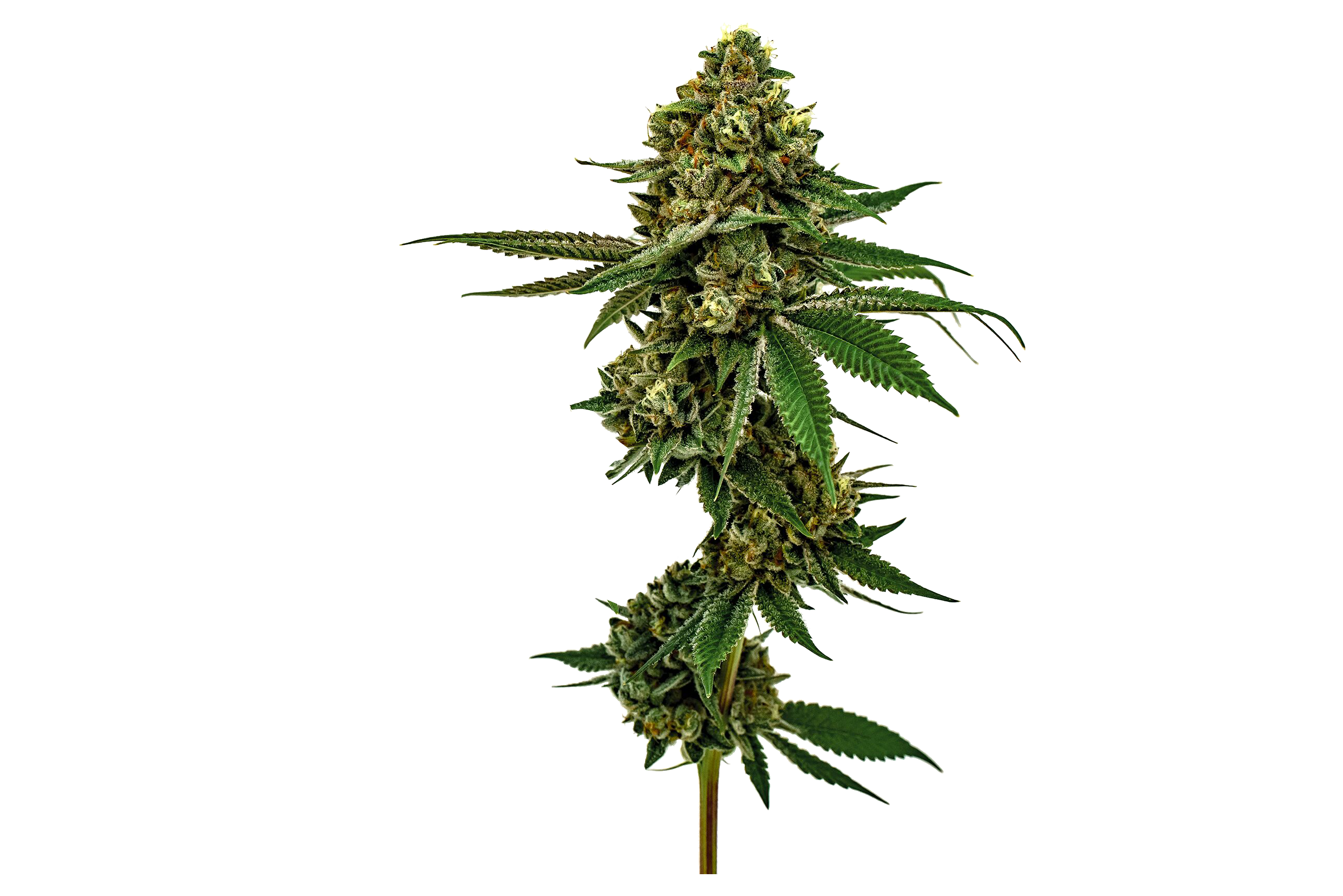 An image of a cannabis flower
