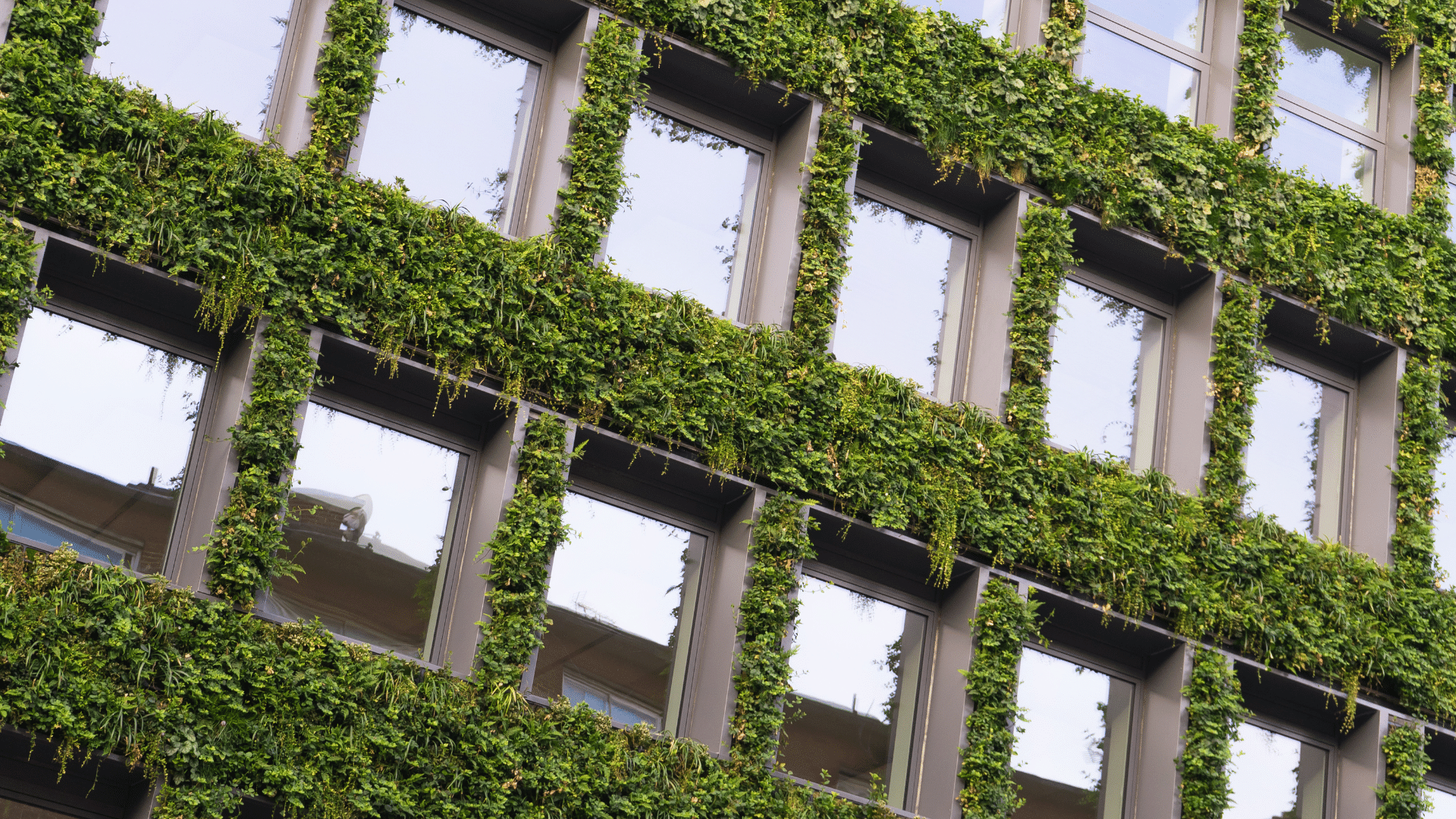 Green Building with Ivy