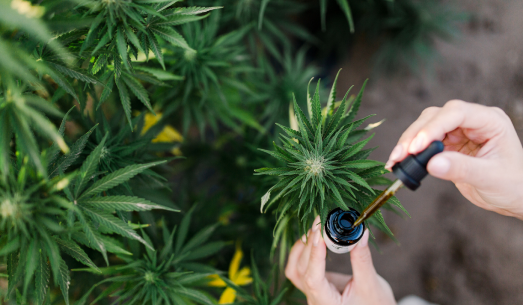 ACS Blog Image - Nesa's Hemp Plants
