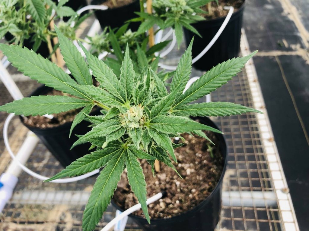 Roseville Farms Hemp Plants Closeup