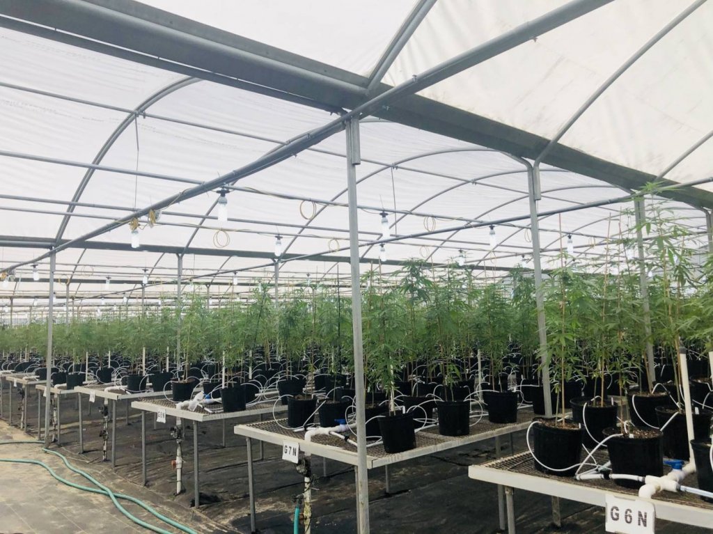 Picture of Roseville Farms Indoor Hemp Grow