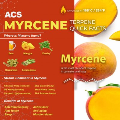 Myrcene hemp terpene infographic