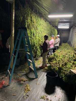 Hemp Hang Drying Image