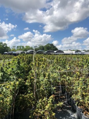 Hemp Farm Image