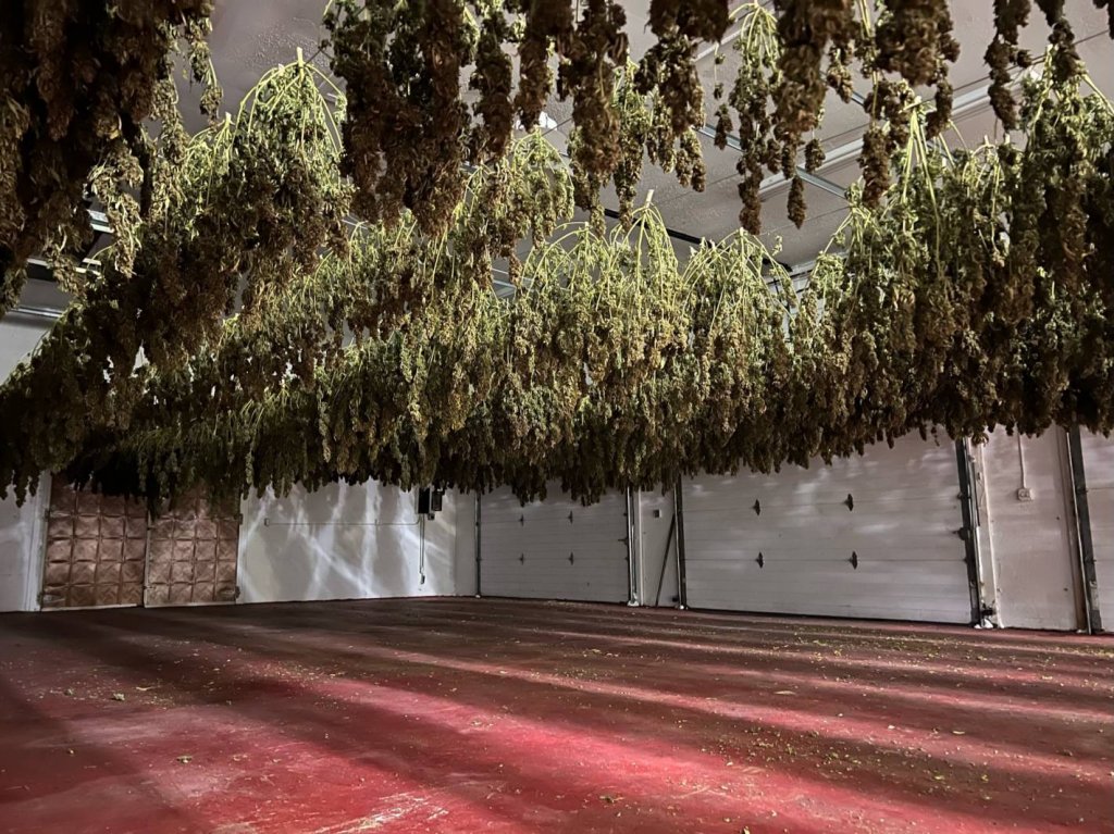 picture of hemp hang drying
