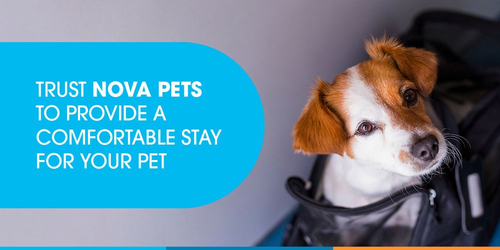 Nova Pets Health Center