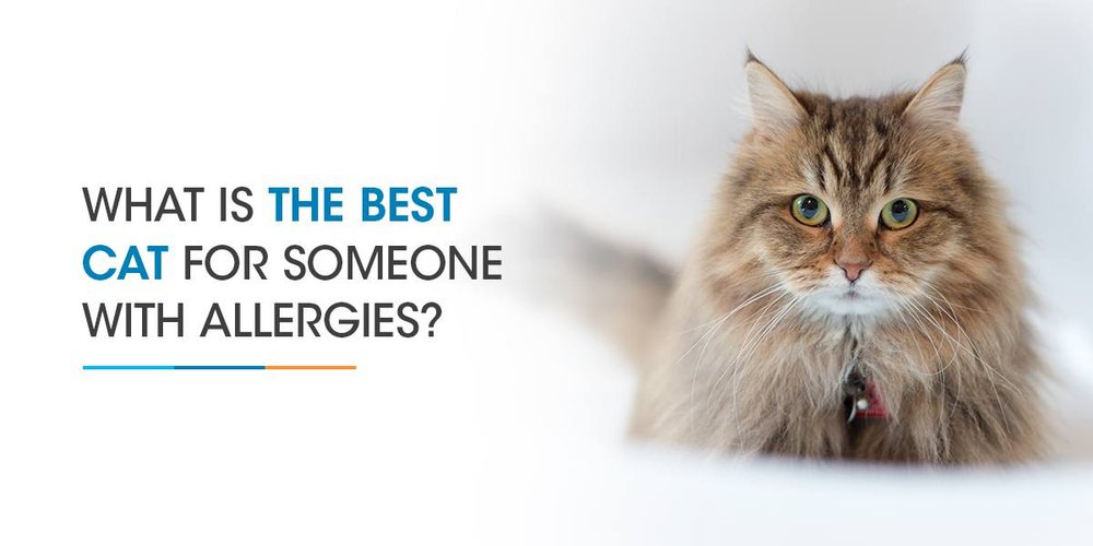 Nova Pets Health Center