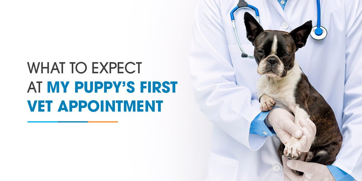 Nova Pets Health Center