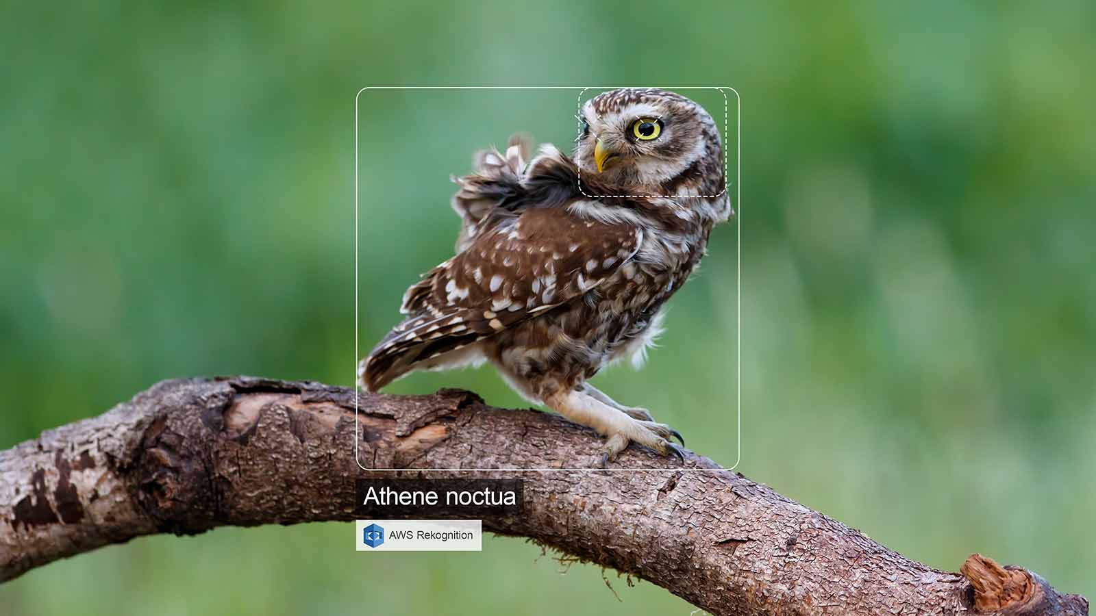 Vogelbescherming bird recognition tool