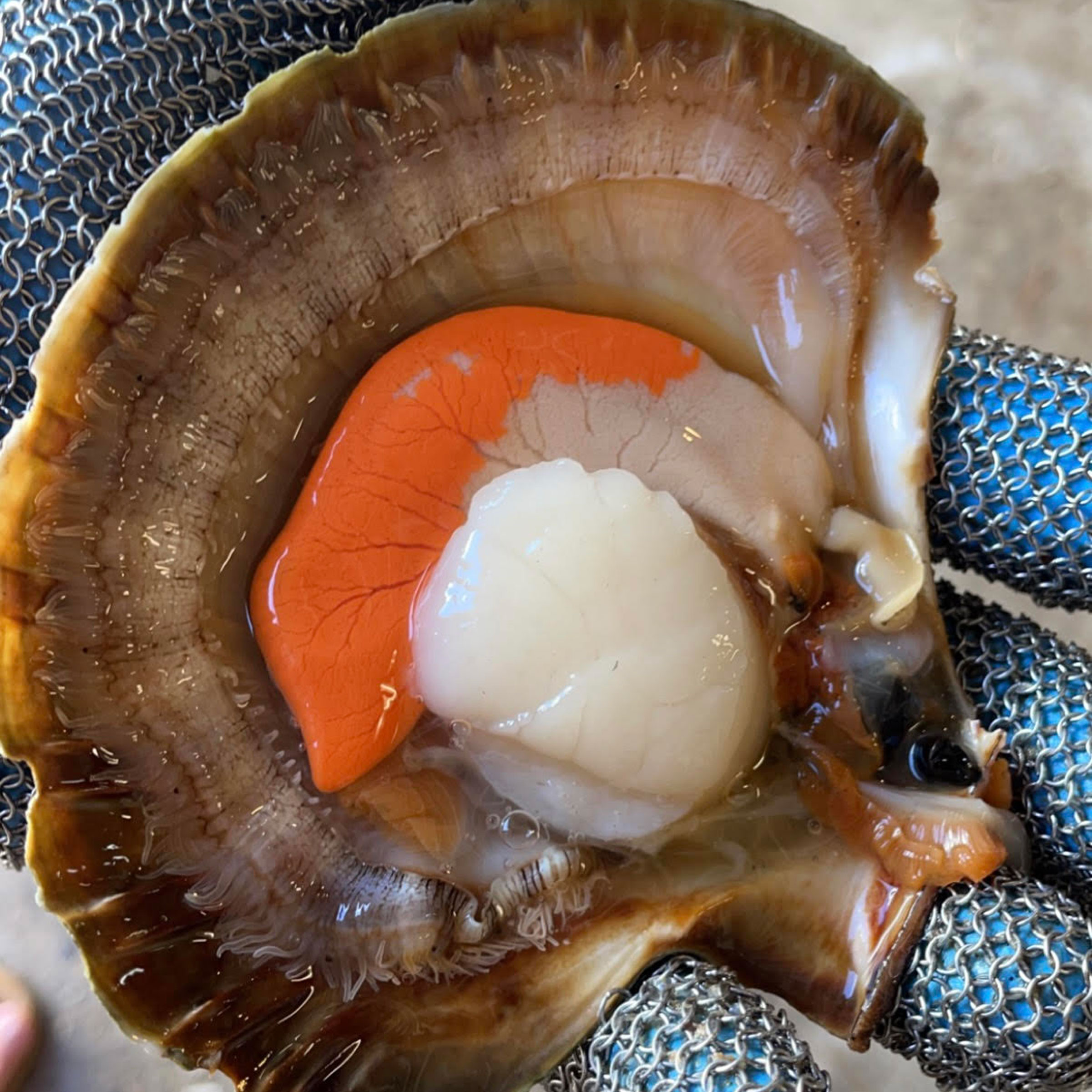 Fishing Report for Manukau & West Coast Auckland