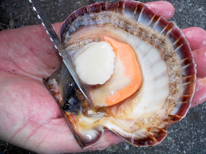 Scallop days are here again NZ Fishing World