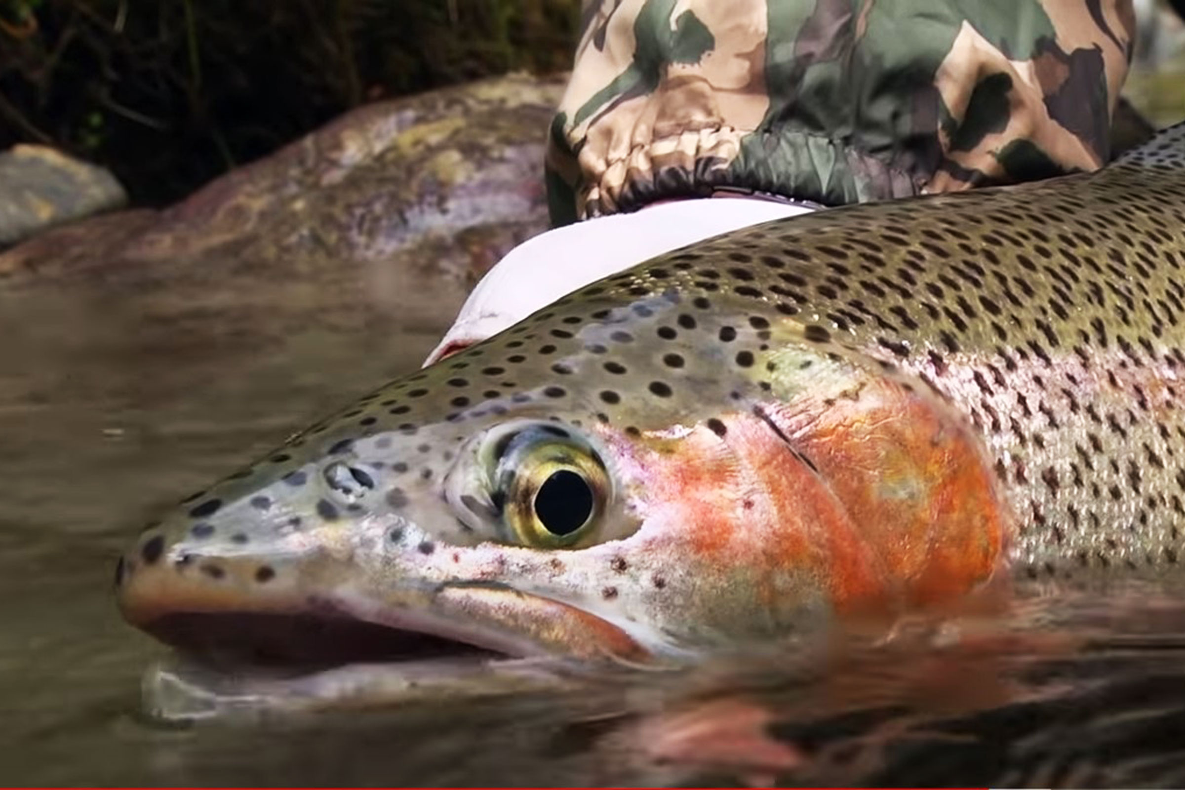 Fly Fishing New Zealand NZ Fishing World