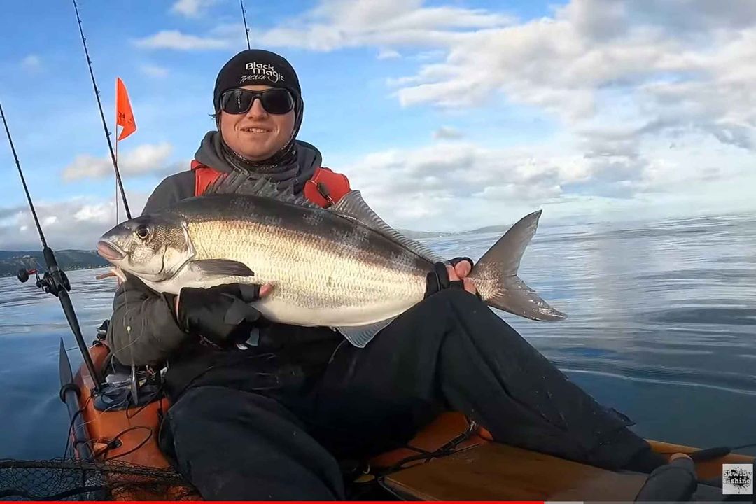 Monster blue moki, thresher shark and more kayak action NZ Fishing World