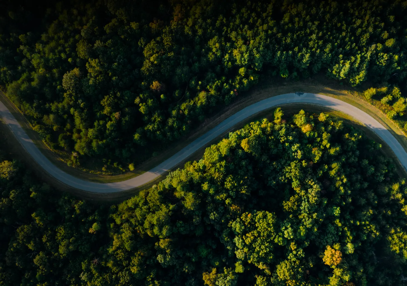Road through green forest