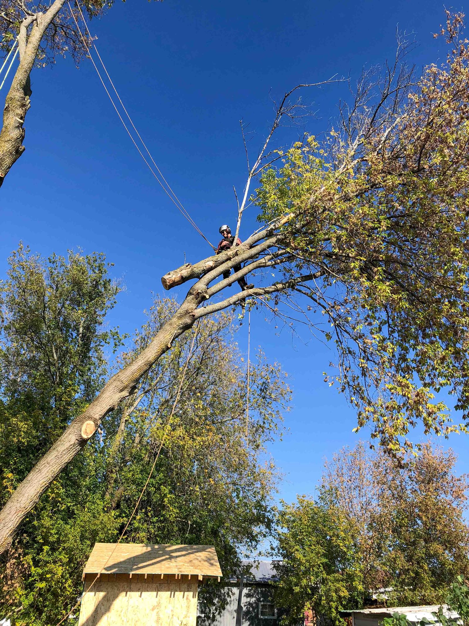 Alexandria Tree & Landscape ISA Certified Arborist