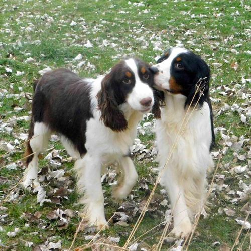 About Countryside Kennels